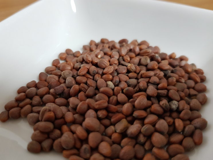  무순 새싹 키워 맛난 셀러드만 들기 프로젝트 1탄 – 무순새싹 간편하게 키우는 방법