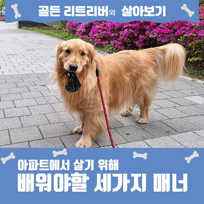  골든리트리버, 아파트에서 키우기위한 대형견의 에티켓(매너)