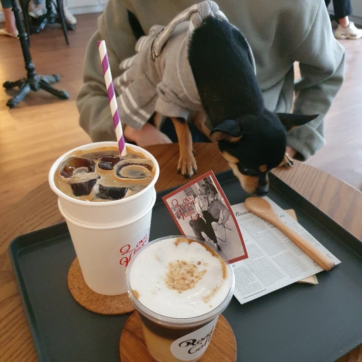  [대구 로드커피] 시바와 쿠키로 핫한 반월당 애견동반카페, 우리강아지랑 가봄c