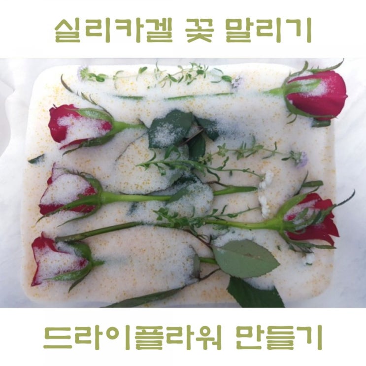  꽃말리는법 장미꽃 드라이플라워 만드는법 보관이 쉬워져요