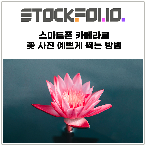  스마트폰 카메라로 꽃 사진 예쁘게 찍는 방법