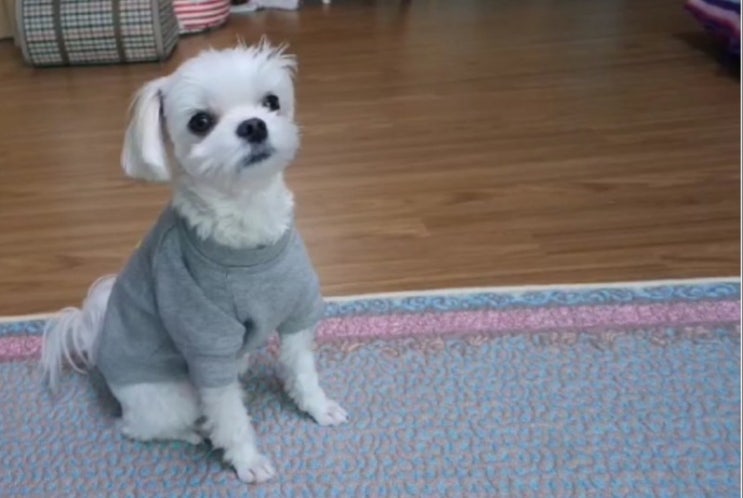  강지의 추억 따라가기