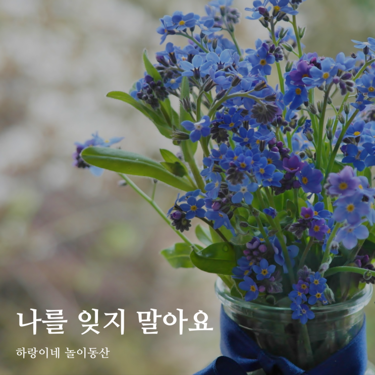 5월7일의 블로그씨 : 가장 좋아하는 꽃의 꽃말, 나를 잊지말아요