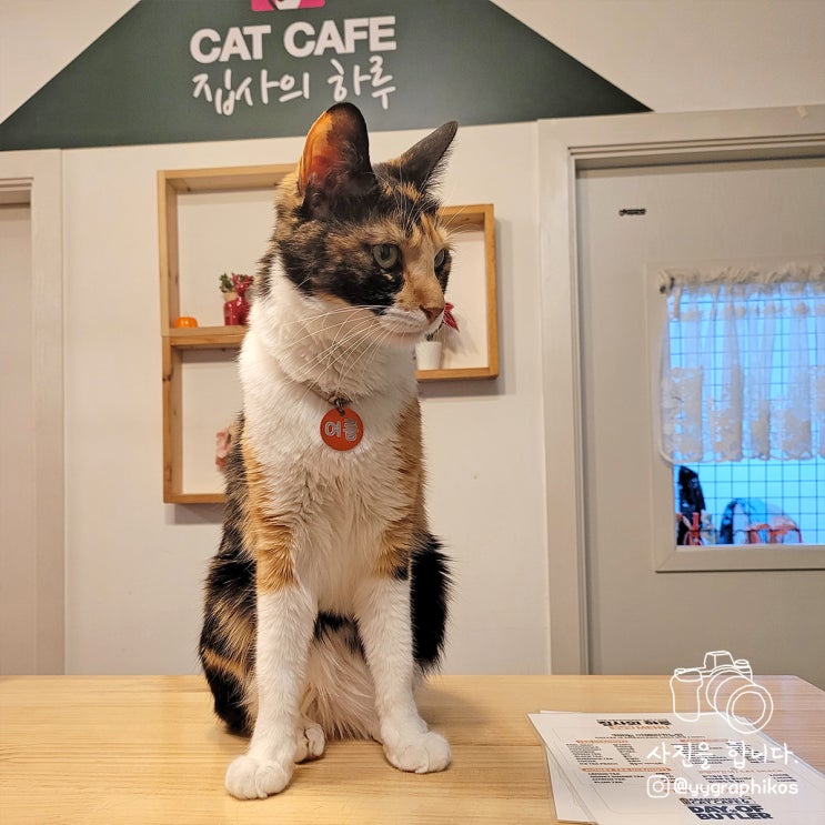  [서울시 강남구 역삼동] 신논현역 가볼만한곳, 고양이 카페 - 집사의하루 강남점