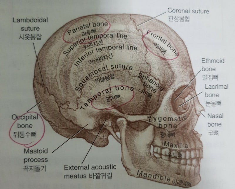 뼈대갈비 이미지