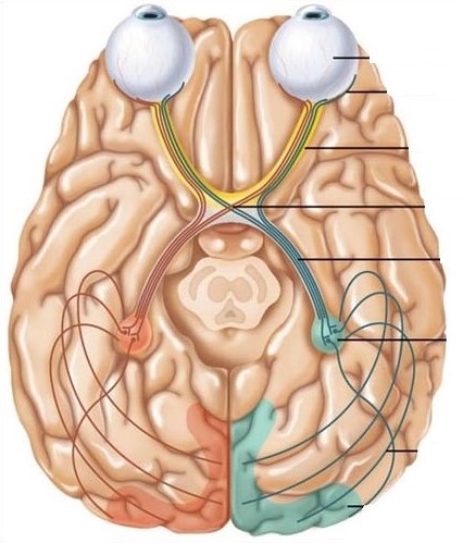  [오연식 박사, 간헐성 외사시, 비전테라피, 프리즘 안경, 약시, 복시, 간헐적 외사시, 난독증, 포커싱 장애, 시기능 훈련] 2021.05.08.