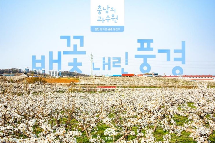 배꽃 내린 풍경 | 충남도청페이스북