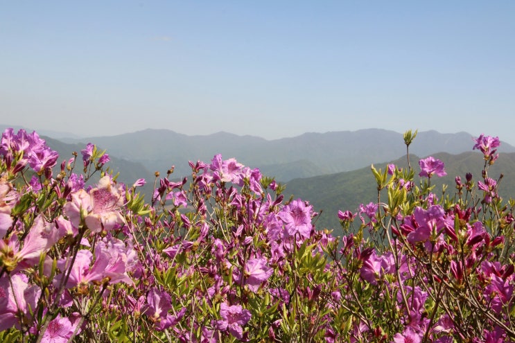  지리산 바래봉 철쭉 산행