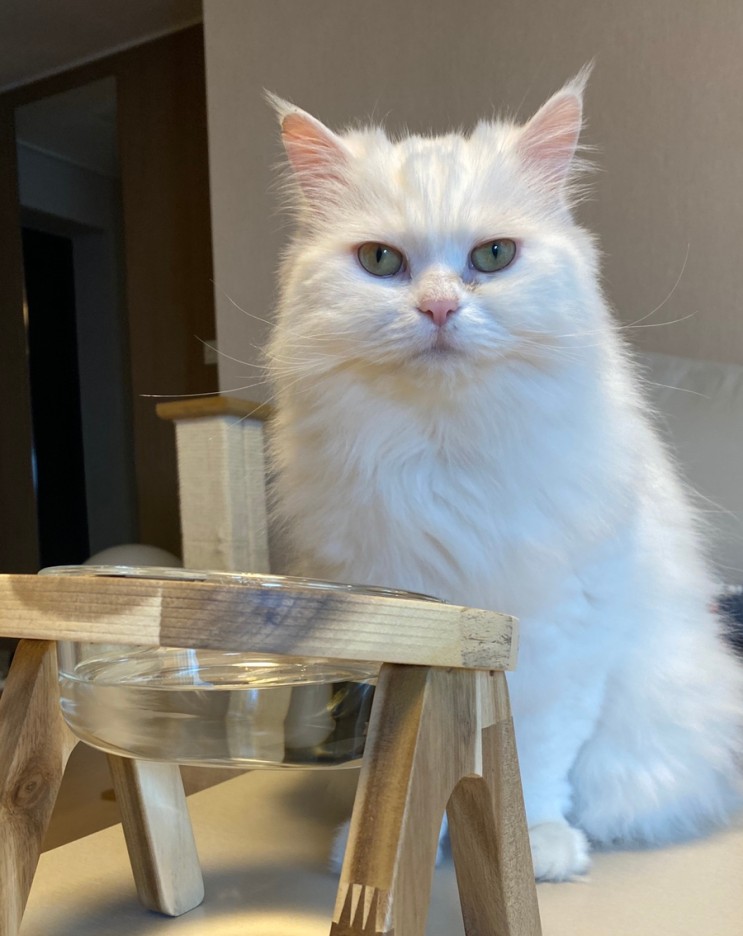 고양이 물그릇으로 딱 좋다 : 장콩펫 고양이 식기