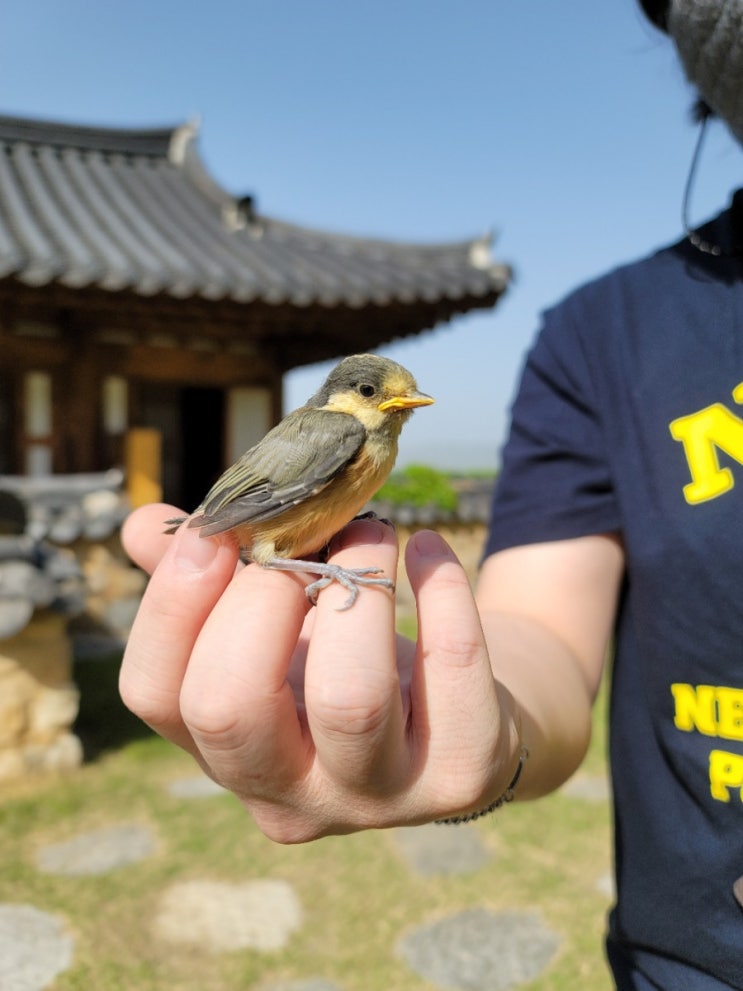  동네 산에서 바닥에 떨어진 애기 새를 주웠습니다 (구조완료)