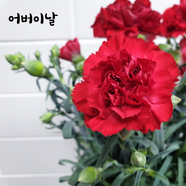  오늘일기 8페이지 어버이날 카네이션 꽃 그리고 선물