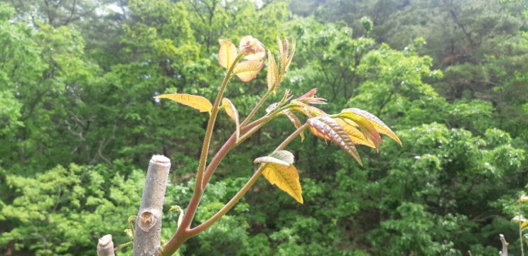 가죽나물 따러 왔습니다. 가죽나물 따러 왔습니다.