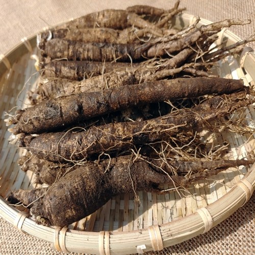 의외로 인기있는 제주도더덕 햇더덕 깐더덕 흙더덕 (특/상/중), 가정용 중더덕 1kg 추천합니다 의외로 인기있는 제주도더덕 햇더덕 깐더덕 흙더덕 (특/상/중), 가정용 중더덕 1kg 추천합니다