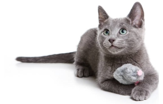 러시안블루, 영롱한 푸른빛의 고양이 품종 소개(3)