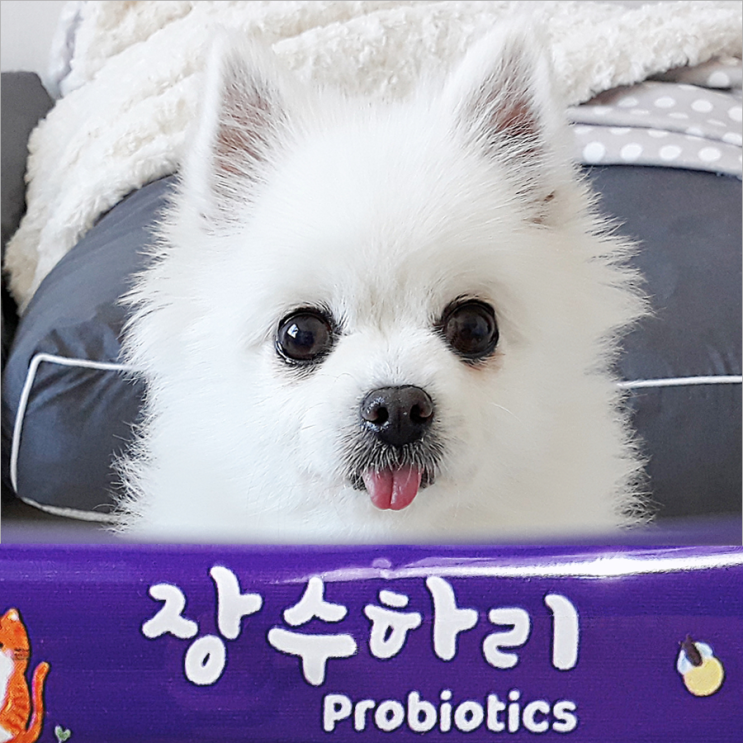  우리집 강아지는 언제나 장수하리