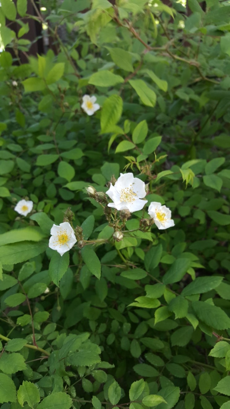  포일자이 주변 사진 5/9