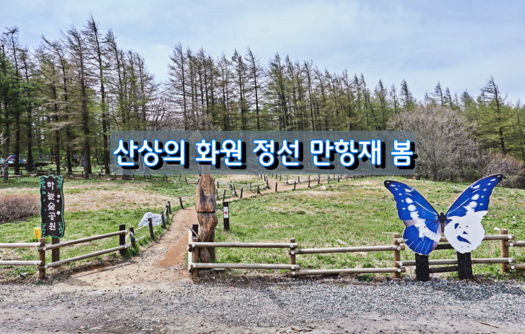 해발 1,330m 산상의 화원 정선 만항재 봄