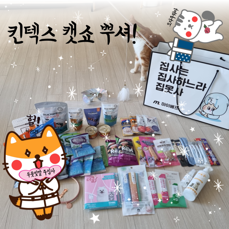  비행기 타고 킨텍스 캣쇼 다녀온 열정 가득한 주집사