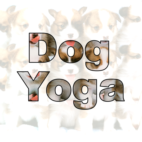  【도그요가】반려견과 함께하는 도그요가 '도가(doga)'_동두천연천양주옥정 황수민 메디요가 월 필라테스