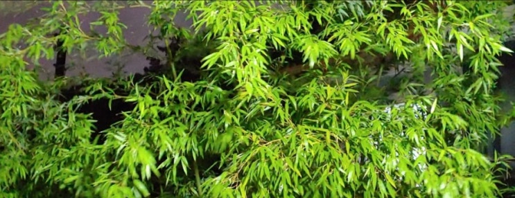  죽순 소고기 쌈 / 죽순 효능 4가지 / 부작용 /16살 대나무가 죽순을 낳았다