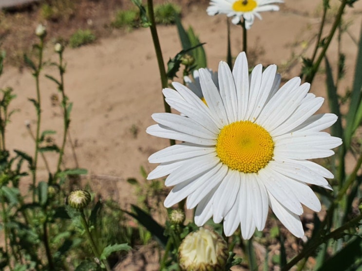  매일매일 챌린지 #오늘일기 8 샤스타데이지 키우기 Shasta daisy 샤스타데이지 꽃말