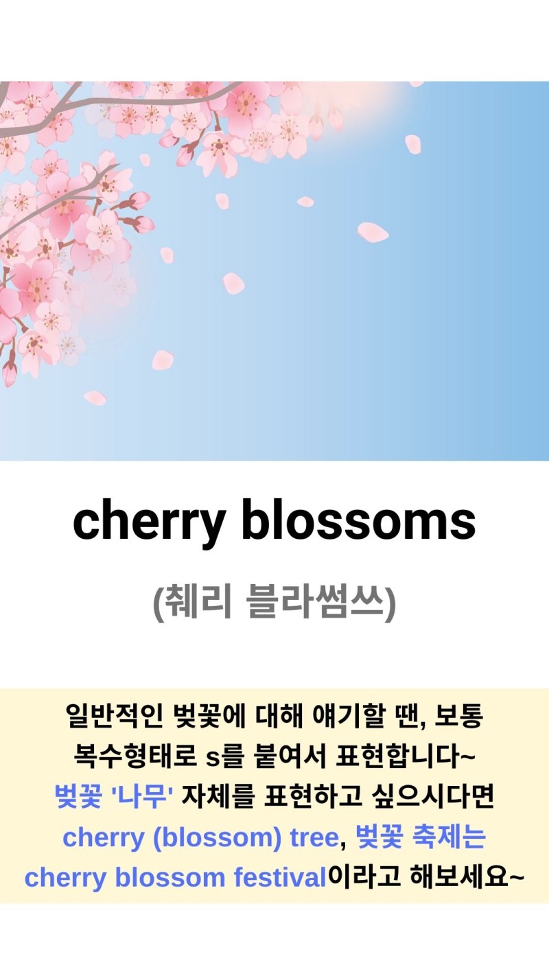 벚꽃은 영어로 뭐라할까? : 네이버 블로그