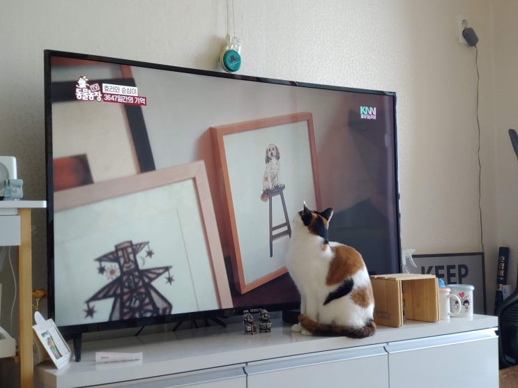  이번 주 TV 동물농장, 고양이 제순이와 함께 봤어요~ (이효리와 순심이편)