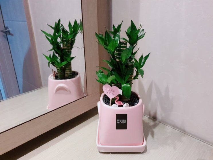  의정부꽃집*보담꽃집 행운을 부르는 연화죽