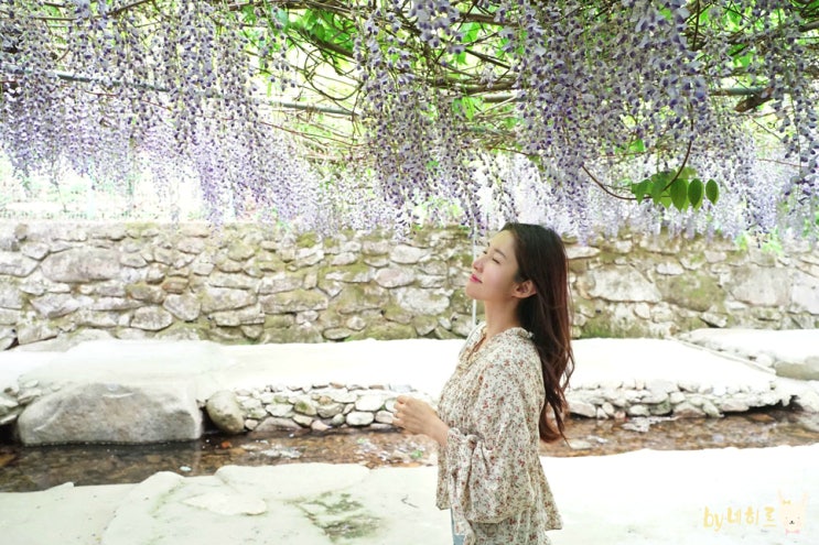 공주 여행 동학사 등나무꽃 5월 꽃구경 공주 여행 동학사 등나무꽃 5월 꽃구경
