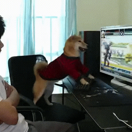  강아지 폭력 테스트