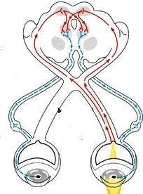 [오연식 박사, 복시, 간헐성 외사시, 비전테라피, 프리즘 안경, 약시, 간헐적 외사시, 난독증, 포커싱 장애, 시기능 훈련] 2021.05.10.
