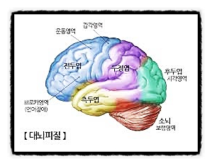 대뇌의 구조, 명령, 행동, 감각, 판단, 기억, 말, 운동