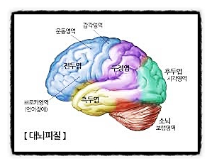  대뇌의 구조, 명령, 행동, 감각, 판단, 기억, 말, 운동
