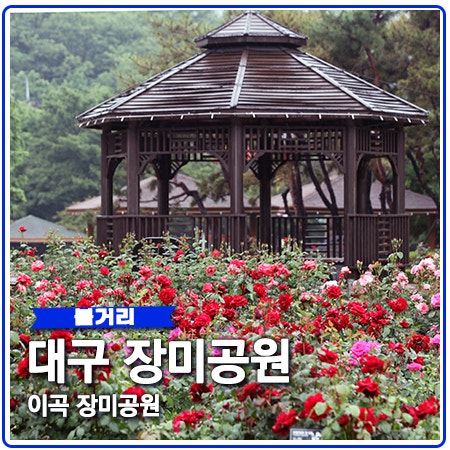 이곡 장미공원 오셔서 대구 최고의 장미를 만나세요 이곡 장미공원 오셔서 대구 최고의 장미를 만나세요