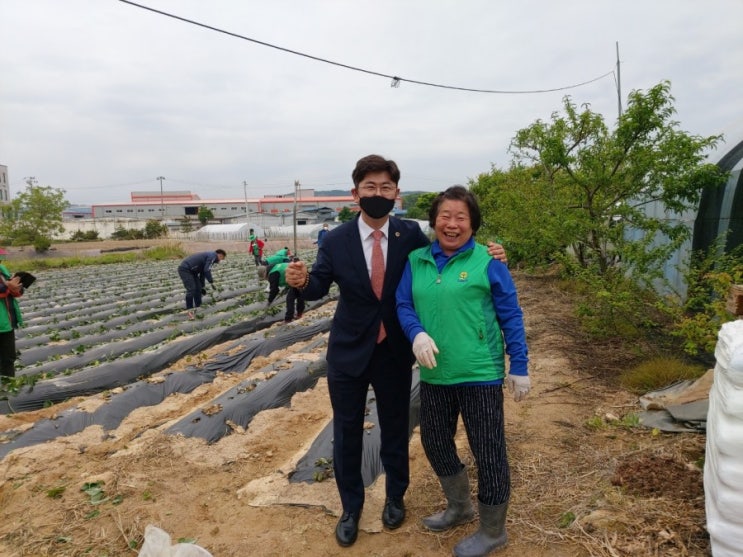  선단동 새마을 부녀회 고구마 식재