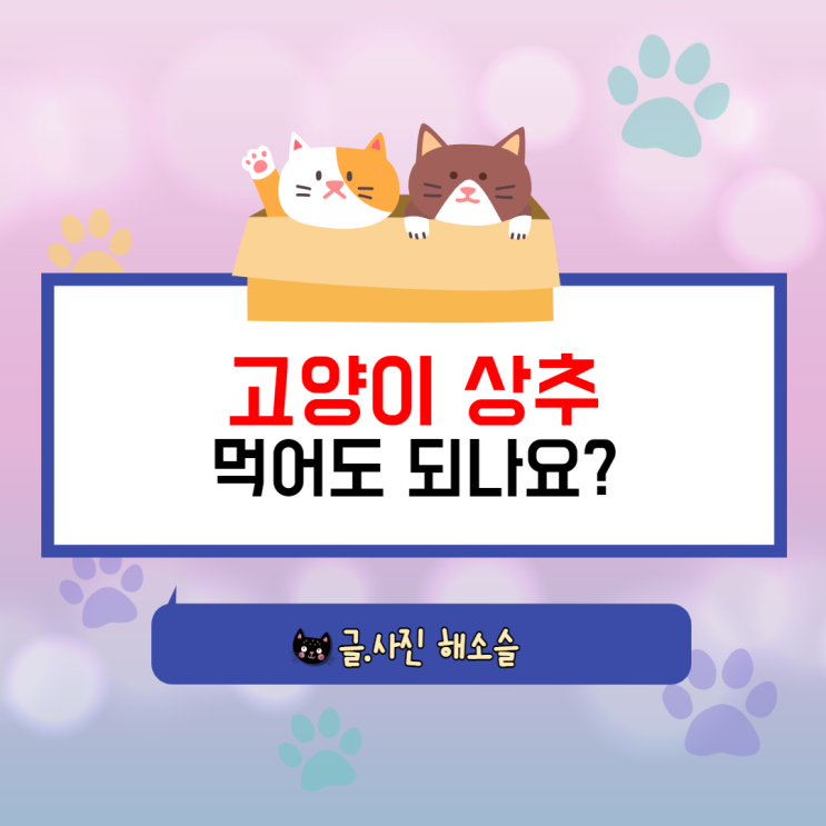  고양이 상추 먹어도 되나요?
