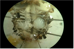 곤충 생식기관 구조 관찰 실험과 생식기, 생식과정