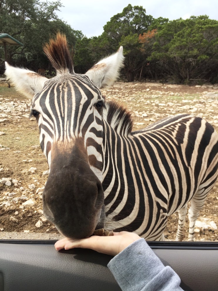  랜선 미국 여행, 사파리 멸종위기 야생동물 (미국 텍사스 Wildlife Ranch와일드라이프랜치)