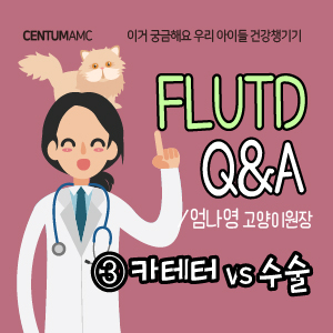 고양이 하부 요로계 질환 FLUTD Q&A ③요도 카테터 시술 vs 요도루 조성술 (센텀동물메디컬센터 엄나영 고양이원장)