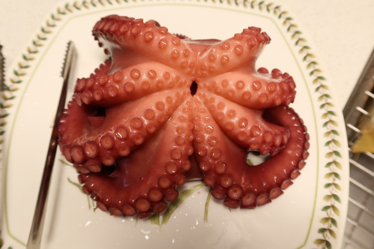  통발로 문어 잡은 오이돌 문어숙회 맛있게 하는 법!