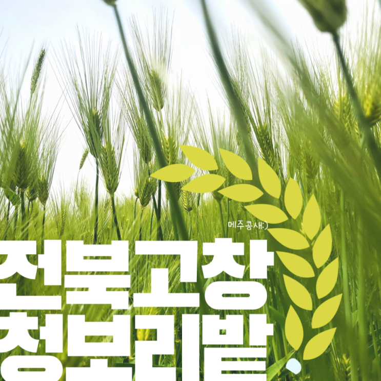  고창 청보리밭 광주 근교 드라이브 초록초록 힐링 그자체