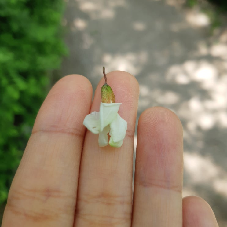  5월 일상 어린이날, 어버이날(아카시아 향기에 취하다.)