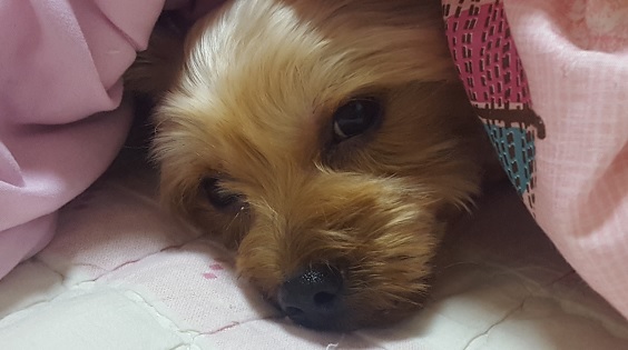  관평동동물병원