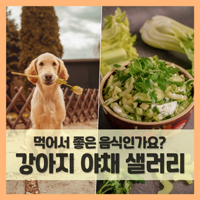  강아지 샐러리 먹어도 되는 야채인가요? (f. 관절에 좋은 음식)