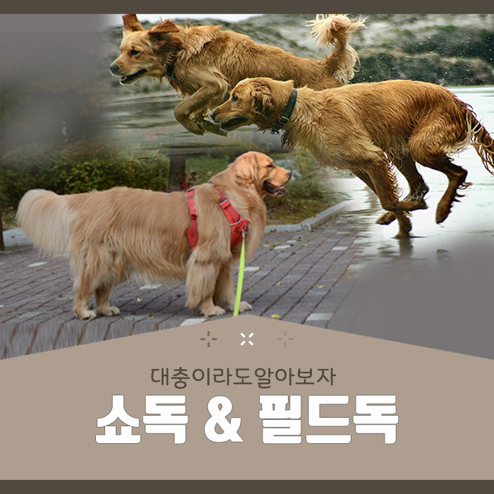  필드독 쇼독 구분에 대해(feat. 리트리버)