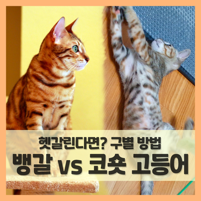 뱅갈고양이 vs 코리안 숏헤어(코숏) 고등어태비 무늬 구별법
