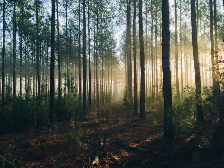 산림기능사 Craftsman Forest