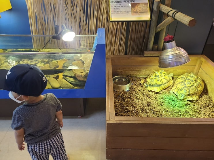  충북 충주 가볼만한 곳 충주 자연 생태 체험관 관람 후기 편안하게 보기 좋았어요.
