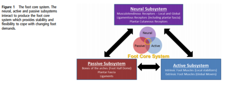 [논문리뷰2]The foot core system: a new paradigm for understanding intrinsic foot muscle function