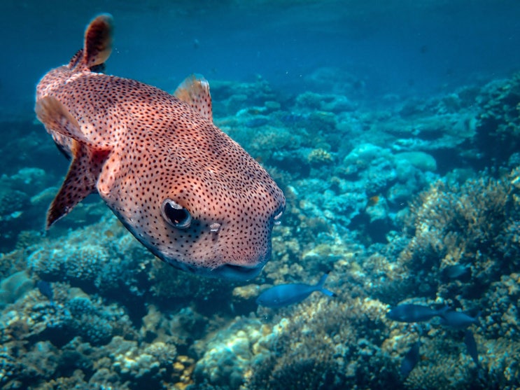복어조리기능사 Craftsman Cook, Blowfish 복어조리기능사 Craftsman Cook, Blowfish